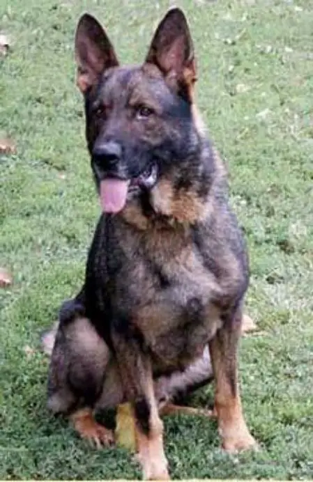 POLICE K9 Art Ort Bohemia (CZR)