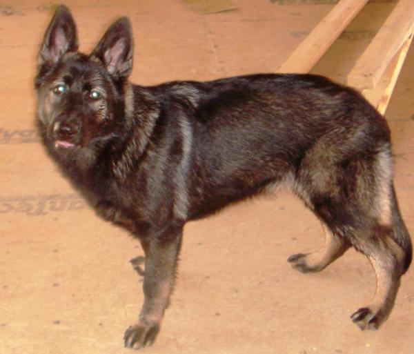 Ava Von Der Haus Gill-Gleisdreieck