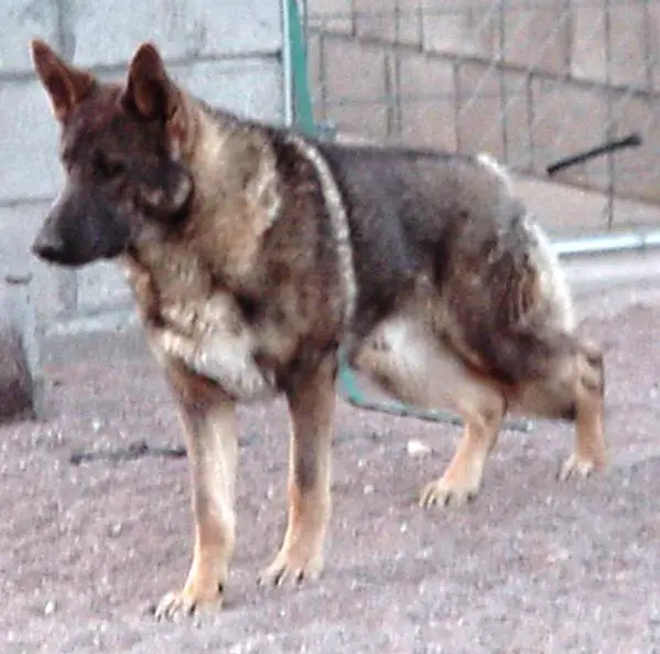 Black Mountain Ranger of Gila