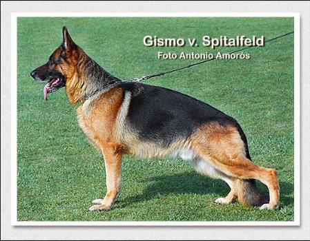 VA6 (SPAIN) Gismo vom Spitalfeld