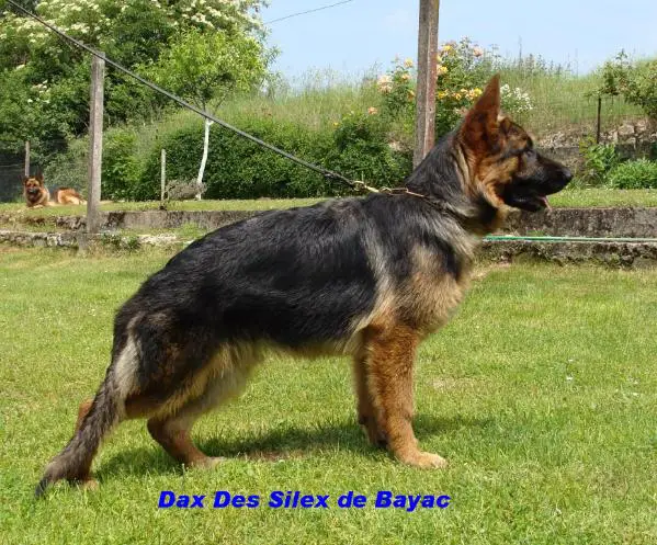 Dax Des Silex de Bayac