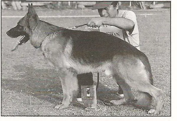 Drasso von der Vildel