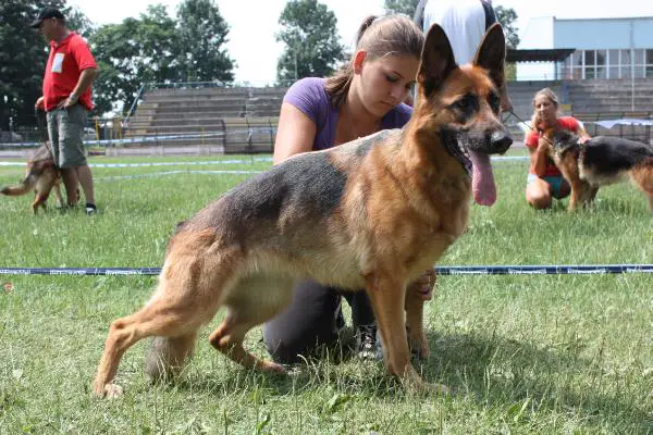 Érmelléki Szépség Kandi