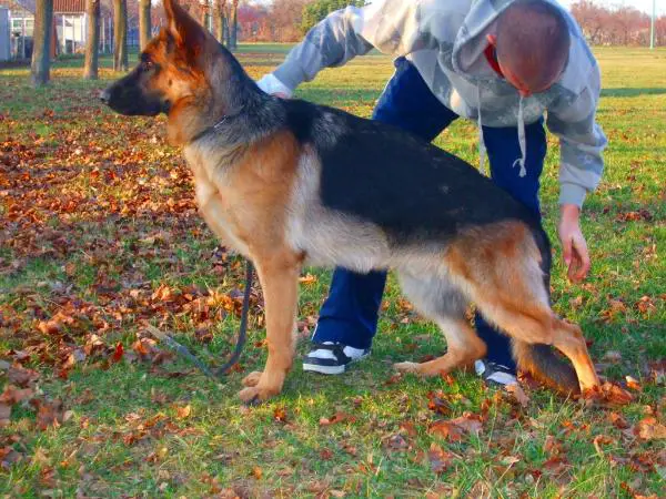 Ördögberki Negro