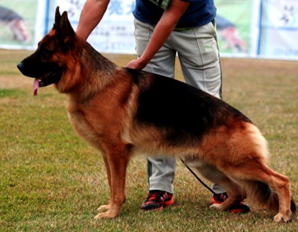 Sulkos vom Hühnegrab