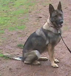 Sgt Foxy Vom Patiala