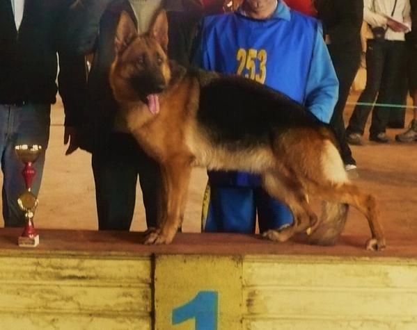 VA3 (CHI) Frida Vom Alt Chicureo