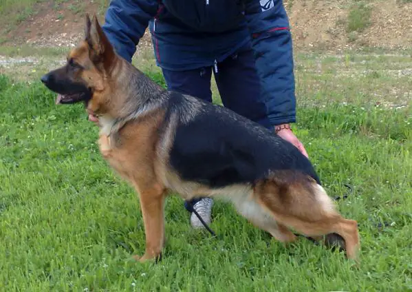 Randy di Casa Nobili