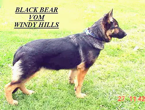 Black Bear Haga of Windy Hill
