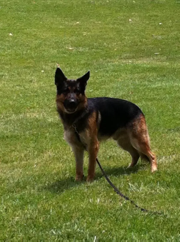 Benedict Von Hinterland