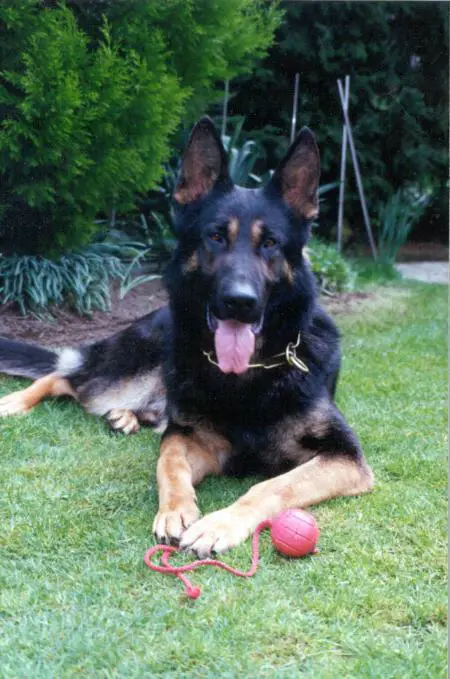 SG Niro vom Sternbusch