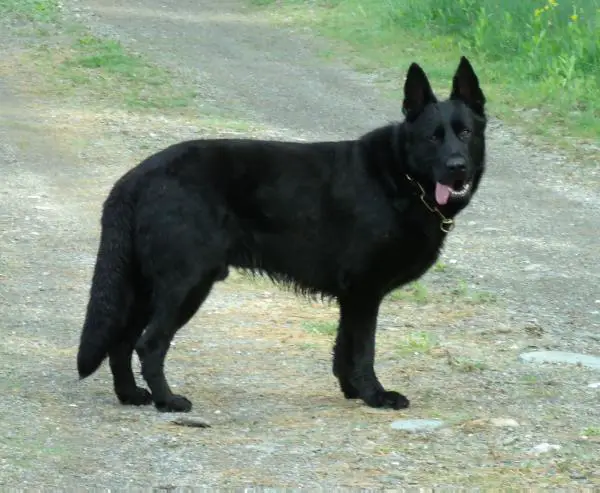 Cyrus von der Haus Gill