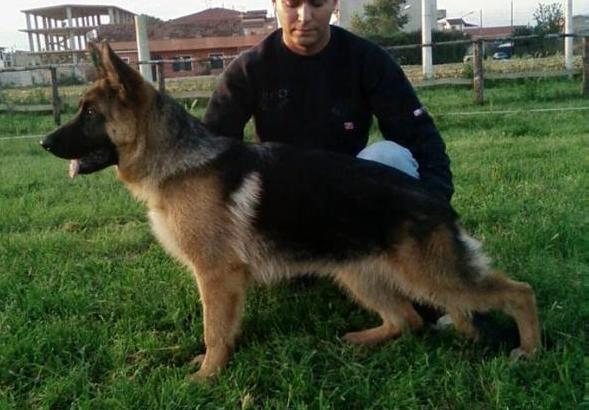 Patty delle Colonne D'Ercole