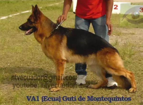 VA1 (ECUADOR) Guti De Montequintos