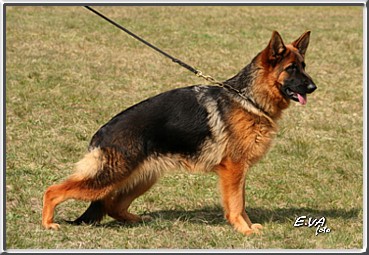 SG Kuckószéli Lester