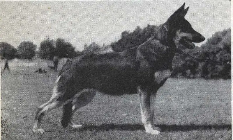 Kerry Dancer of Aronbel