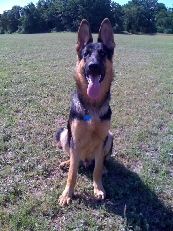 Optimus Prime Leader Of The Autobots