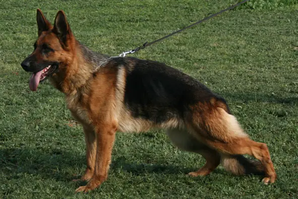 Vicky de la vallée de Cuxa