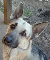 Buck Run's Captin Jubal