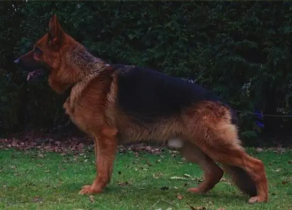 Cole von der Wienerau