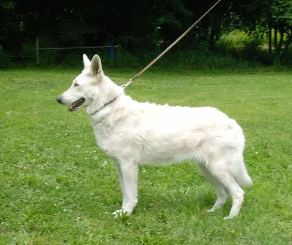 Cheyla vom Lützelbacher-Land