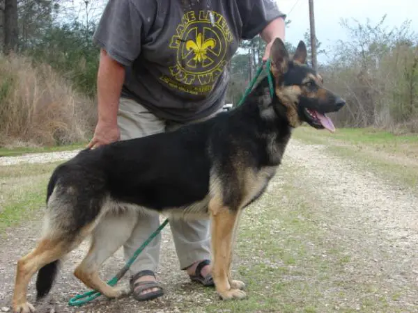 Viator Patout Freezo