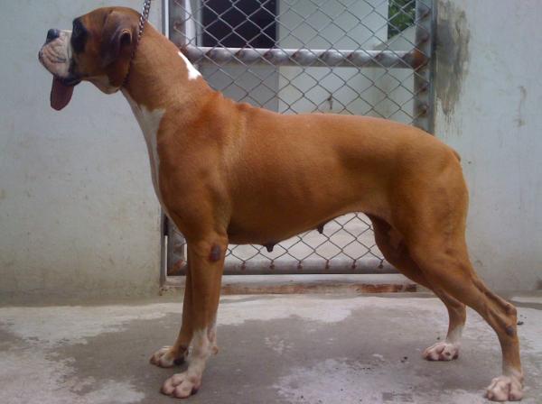 Pancha