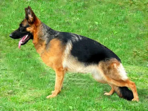 Nyírségi-Royál Karen