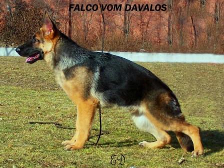 Falco Vom Davalos