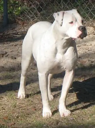 Cape Fear's Mia Bella of Bionic