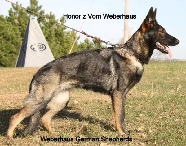 V Honor z Vom Weberhaus