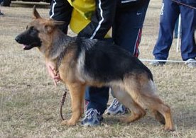 MB (ARG) Athira von Haus Rocar