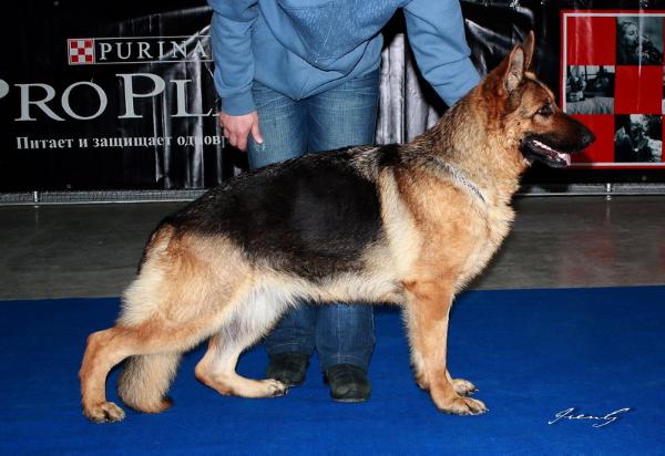 Yamaha iz Doma Shebis