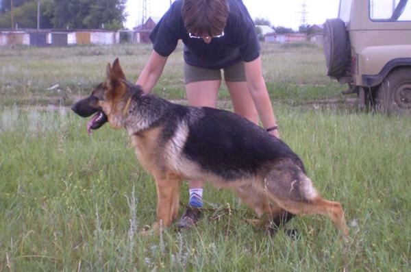 Yasko iz Doma Shebis