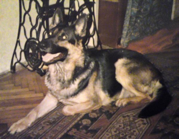 Leányfaluszéli Adél