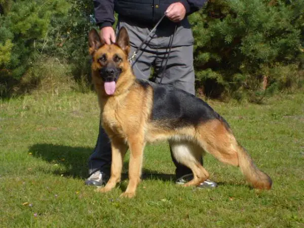 V Ranka vom Falkberg