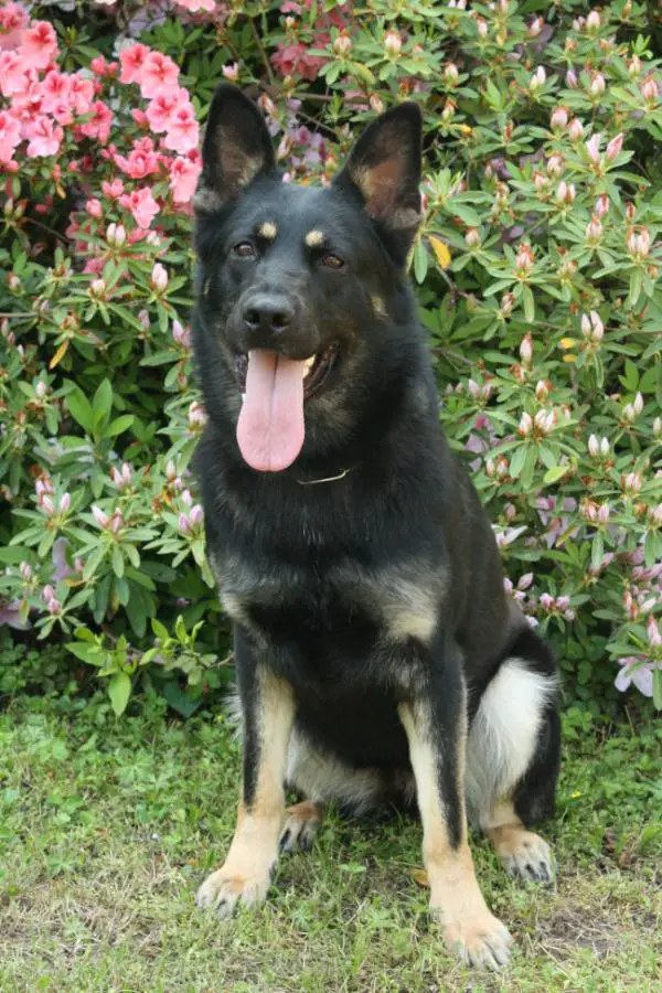 Independence van het Basjes Huis