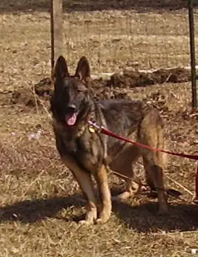 Gaurdian Spirit Nakita Von Feimerick