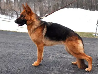 Irana van de Herdersfarm