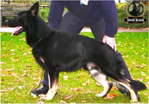 G Bono vom Haus Valkenplatz