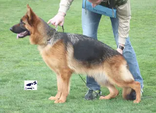 SG Hera De Coroninas