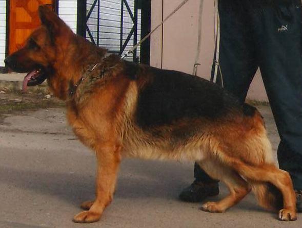 Skif iz Hutora Sokolovskogo