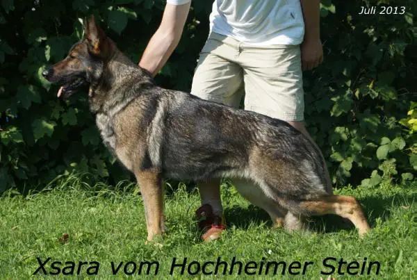 SG Xsara vom Hochheimer Stein