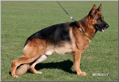 Ibo von der Rommelsbach