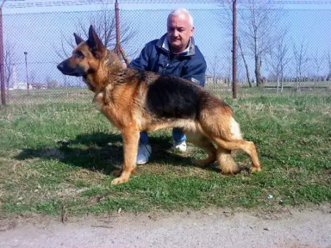 Manta CANIS VICTOR