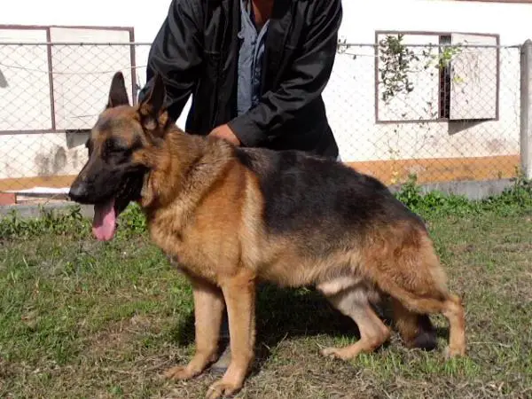 Escost vom P&T YALA Kennel