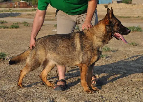 Roxie von Hohner Berg