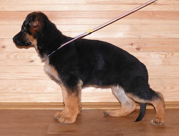 Karma vom Aleks Birkenstrasse