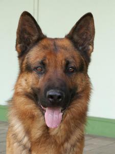 Terry du Val d'Auzon