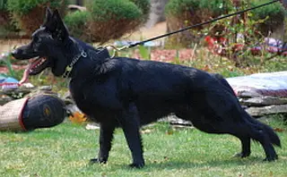 Koda vom Sandsee